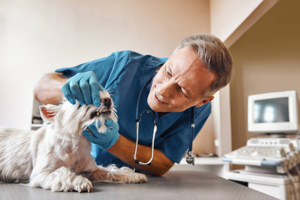  Spring Valley, IL Emergency Dentist Pros